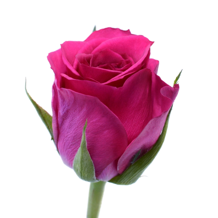 <h4>Rose Fuchsiana</h4>