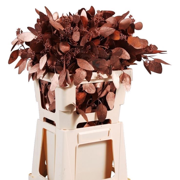 <h4>Populus Graan Geverfd Lang</h4>
