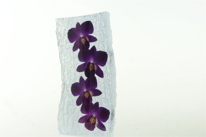 <h4>Kristal 4 Dendrobium</h4>