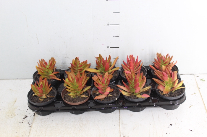 <h4>SUCULENTAS CRASSULA CAPITELLA CAMPFIRE P11</h4>
