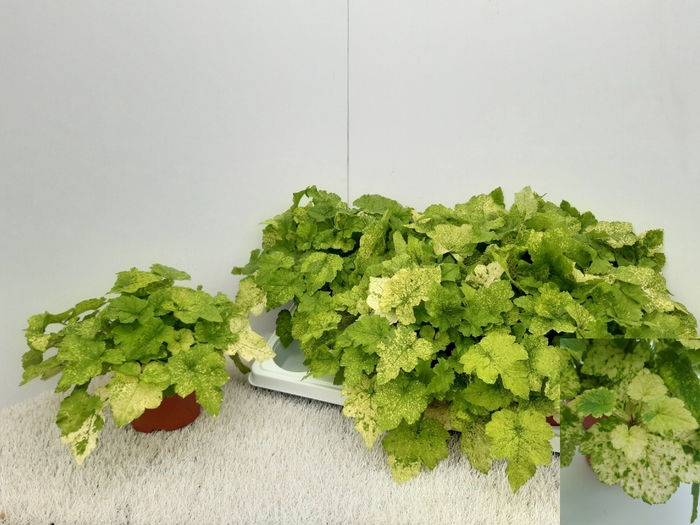 <h4>TOLMIEA M VARIEGATA</h4>