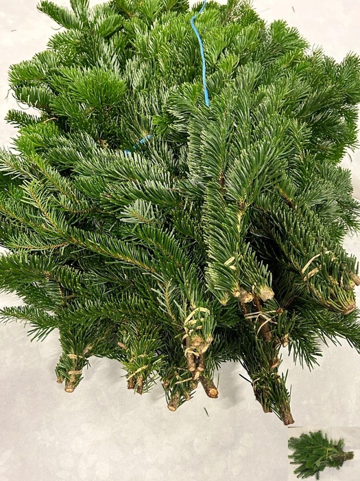 <h4>ABIES NORDMANN BS</h4>