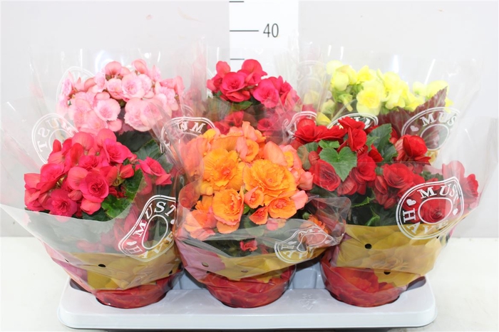 <h4>Begonia Du Gemengd</h4>