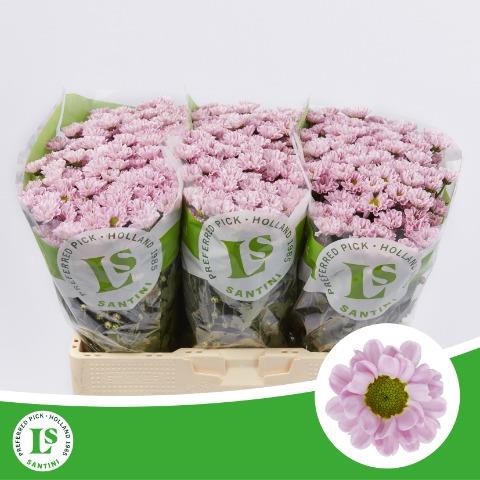 <h4>Chrys sa rossi pink</h4>