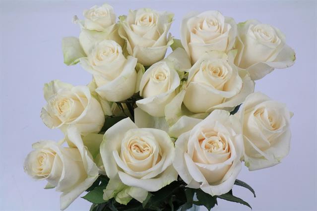 <h4>Rosa ec vendela</h4>