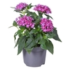 Pentas mixKAR