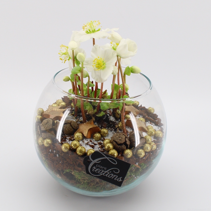 <h4>NHCR-2322 Verboom Helleborus terrarium</h4>