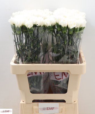 <h4>Dianthus st mont blanc</h4>