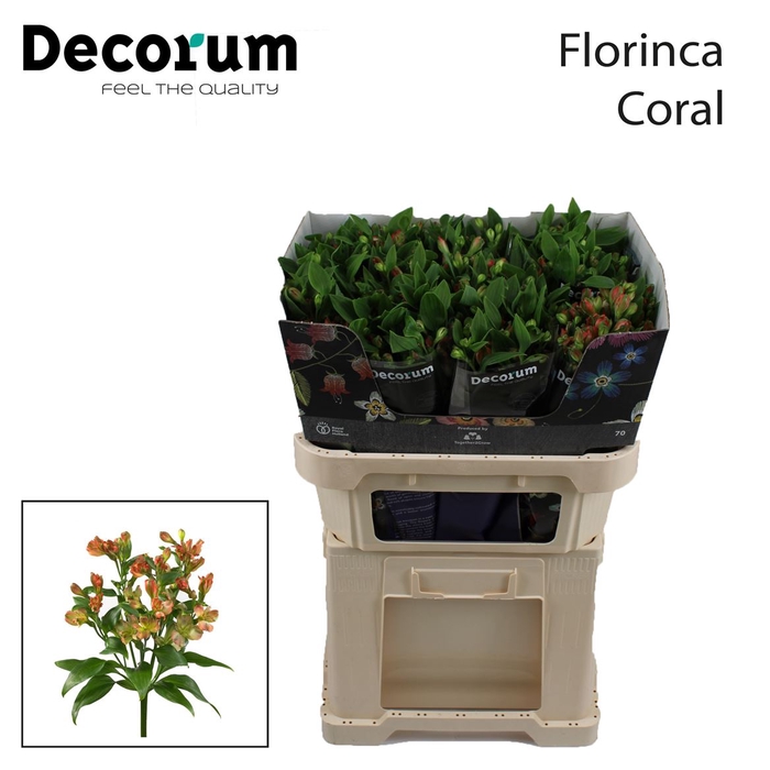 <h4>Alstroemeria Florinca Coral</h4>