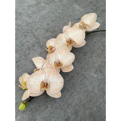 <h4>Phalaenopsis</h4>