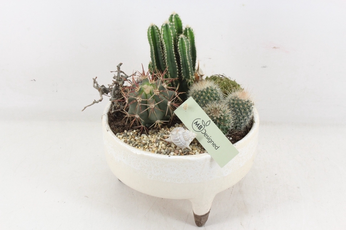 <h4>arr2 Cactus MB22 - Ker. schaal op pootjes 285/5</h4>