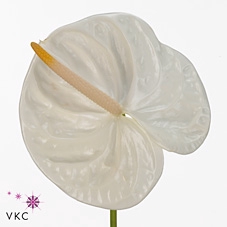 <h4>Anthurium acropolis</h4>