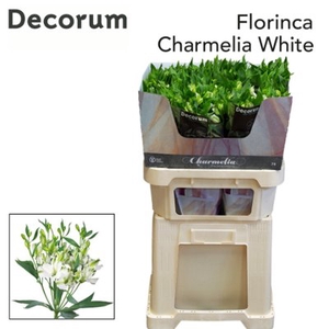Alstroemeria fl charmelia white