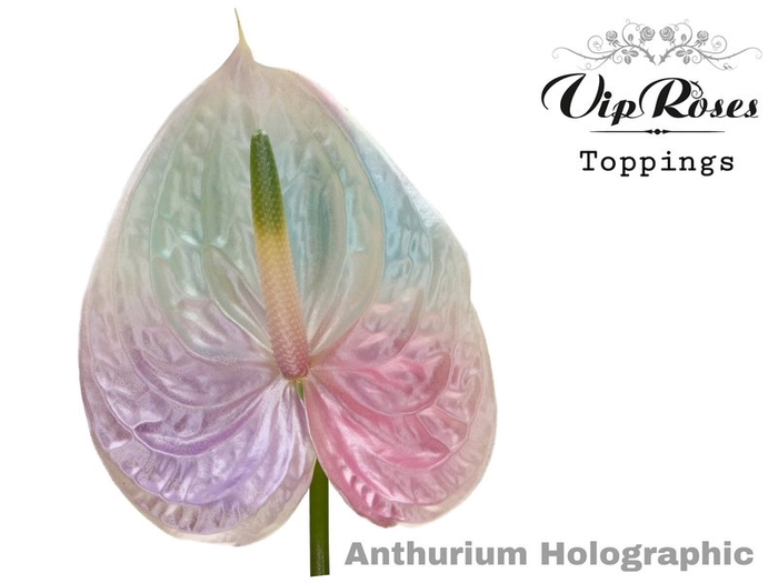 <h4>Anthurium paint holographic</h4>