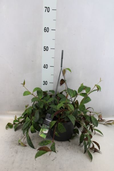 <h4>Aeschynanthus marmoratus</h4>