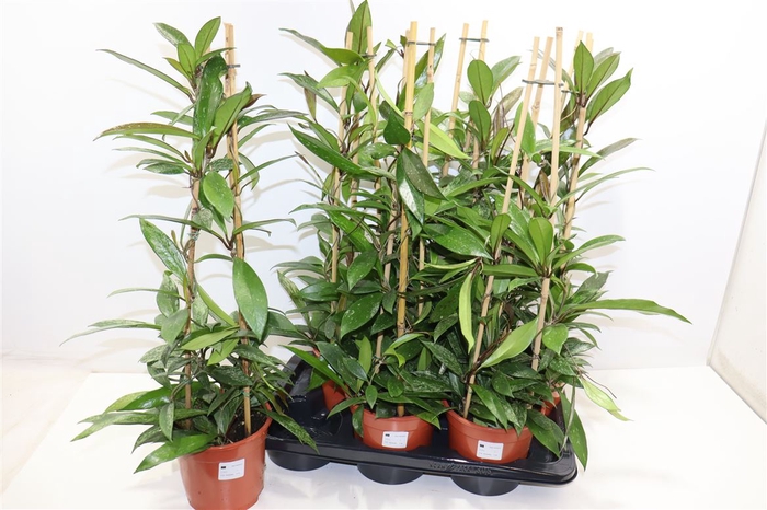 <h4>Hoya Carnosa Pyramide</h4>