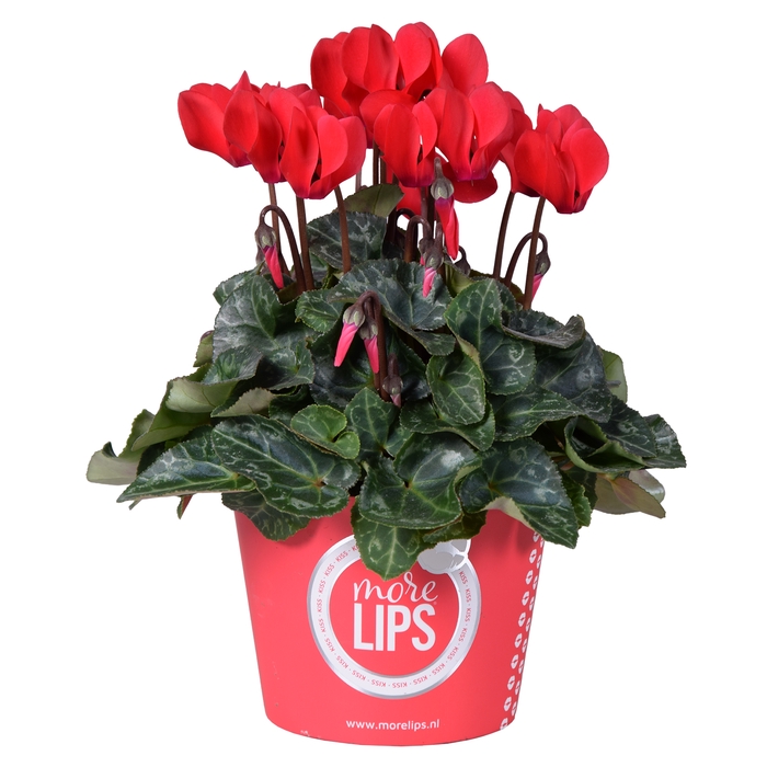 <h4>MoreLIPS® Cycl potcover ROOD color</h4>