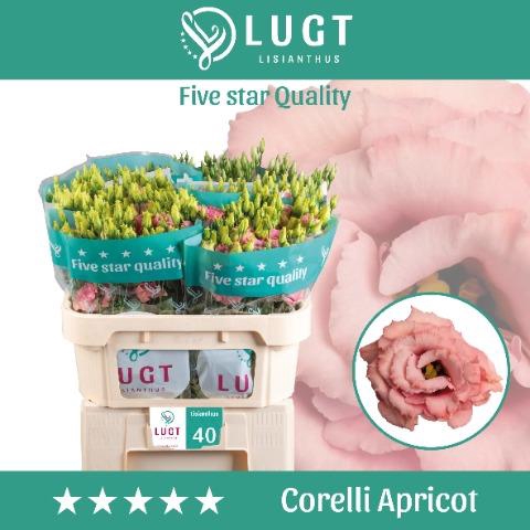<h4>Lisianthus do corelli apricot</h4>