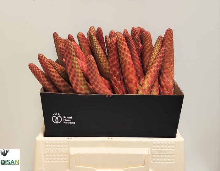 <h4>ALOE ARBORESCENS</h4>