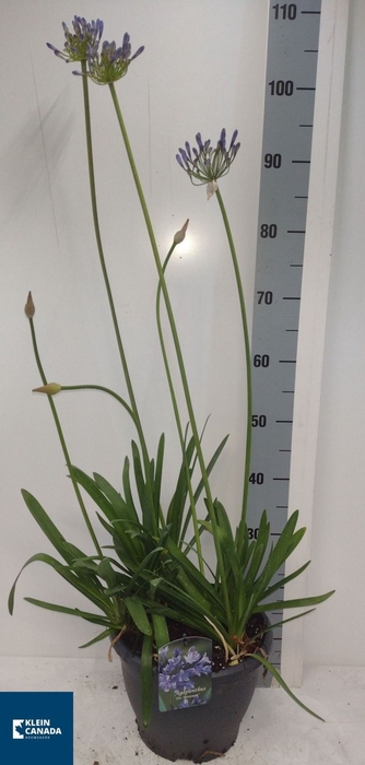 <h4>Agapanthus (Trumpet Grp) Dr Brouwer</h4>