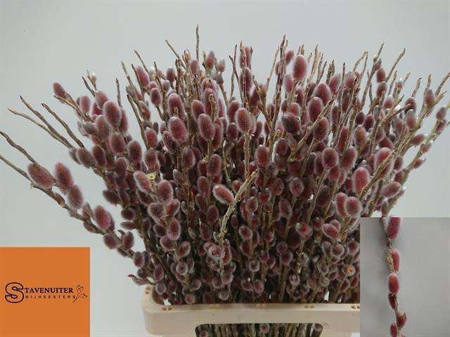 <h4>Salix red passion</h4>