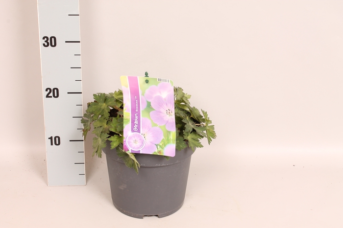 <h4>vaste planten 19 cm  Geranium Rozanne</h4>