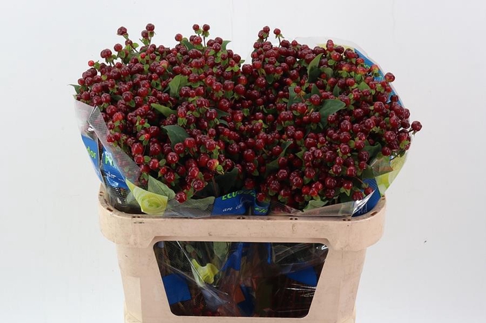 <h4>Hyp Pacific Burgundy Spray</h4>