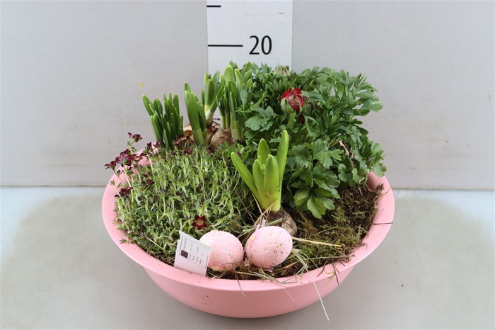 <h4>Arr (9) Zinkenschaal Rose Xl</h4>