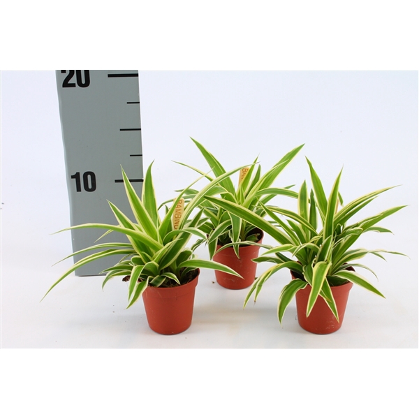 <h4>Chlorophytum Ocean 5,5cm</h4>