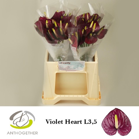 <h4>Anthurium violet heart</h4>