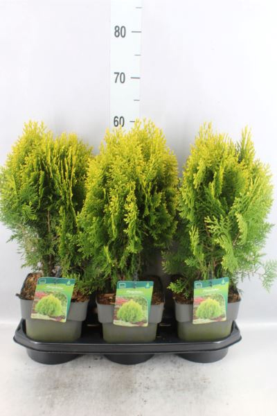 <h4>Platycladus Orient. 'aurea Nana'</h4>
