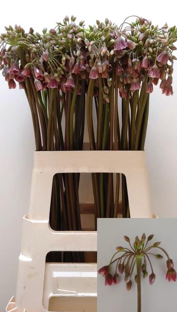 <h4>Allium siculum</h4>