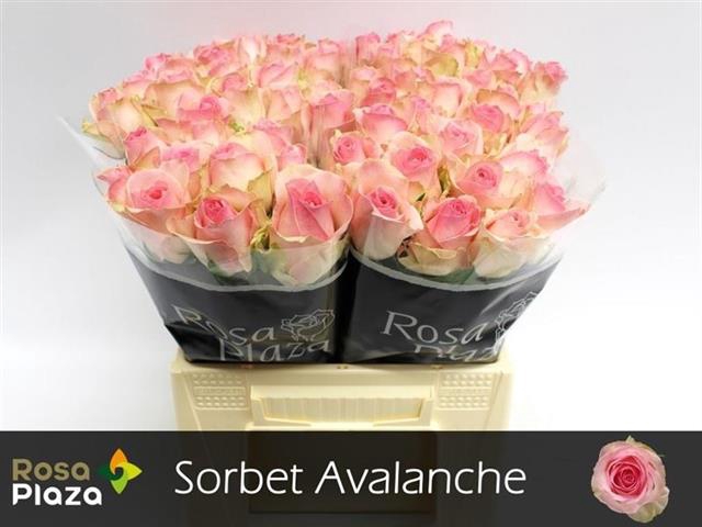 <h4>R GR AVALANCHE SORB+</h4>