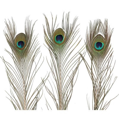 <h4>Veren Pauwenveren 100cm</h4>