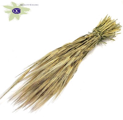 <h4>Hordeum per bunch frosted salmon</h4>