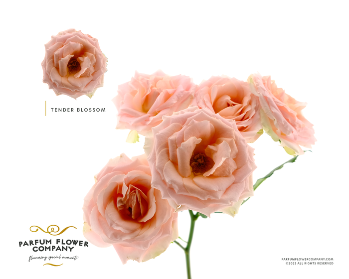 <h4>Rosa Spray Tender Blossom</h4>