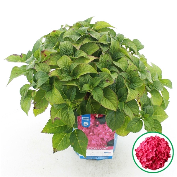 <h4>Hydrangea macr. Endless Summer® Summer Love Red</h4>
