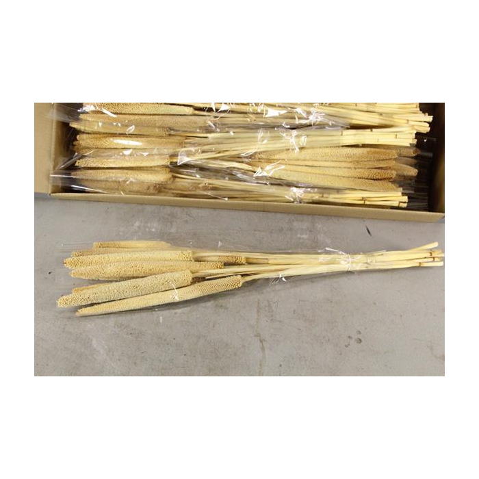 <h4>Df Babala Bleached</h4>