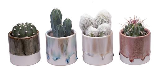<h4>CACTACEAE MIX L 625 P6</h4>