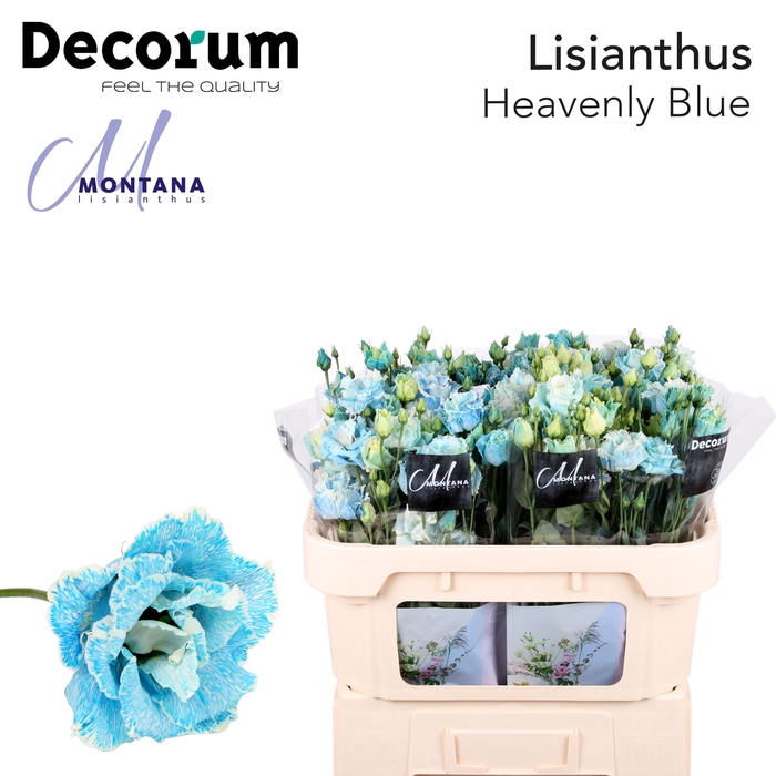 <h4>Lisianthus Dye heavenly blue</h4>
