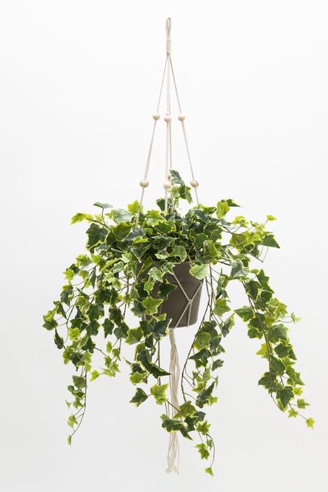 <h4>Af Hangpl Hedera Bnt X11 75cm</h4>