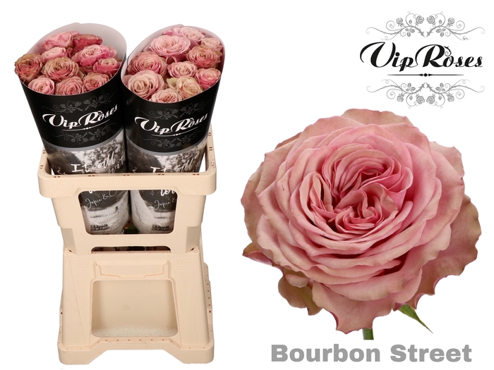 <h4>R Gr Bourbon Street</h4>