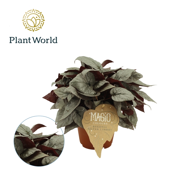 <h4>Begonia rex Silver Limbo 12cm</h4>