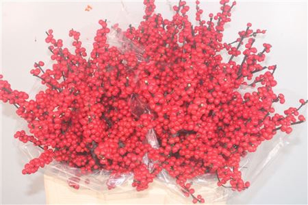 <h4>Ilex verticillata red</h4>