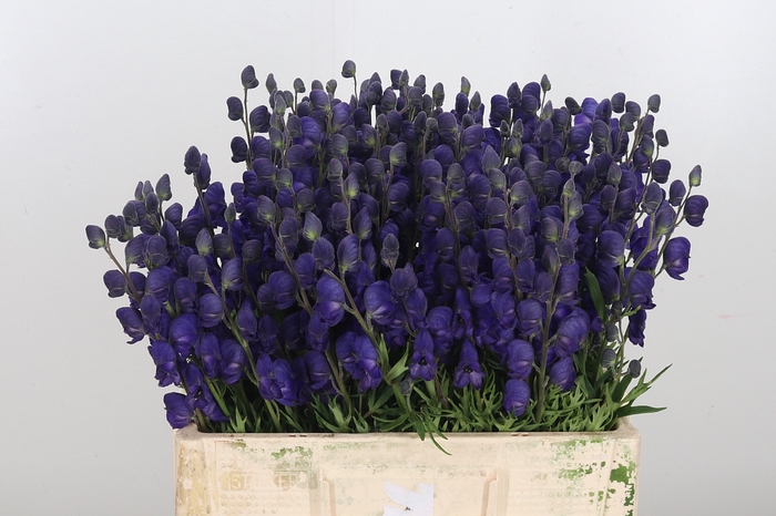 <h4>Aconitum Napellus</h4>