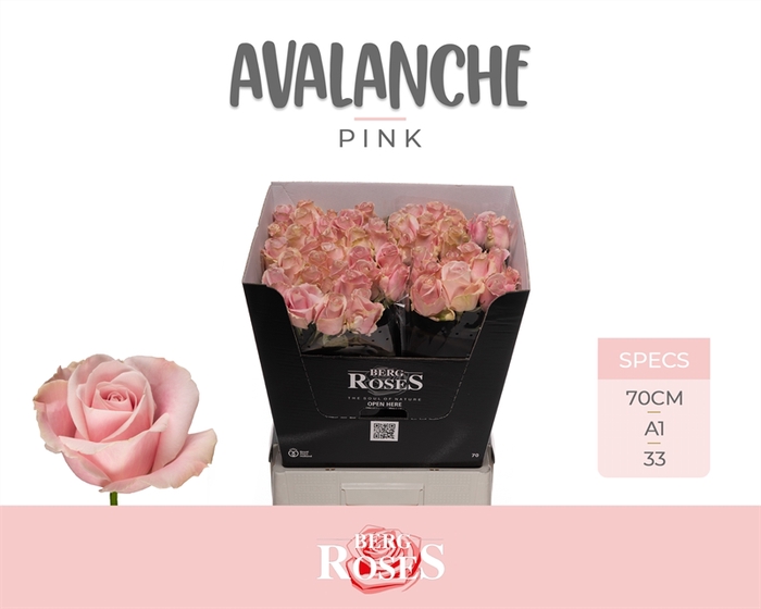 <h4>R GR Avalanche Pink+</h4>