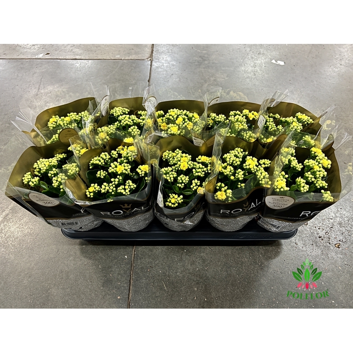 <h4>Kalanchoe Rosalie Don Amarillo 12Ø 25cm</h4>