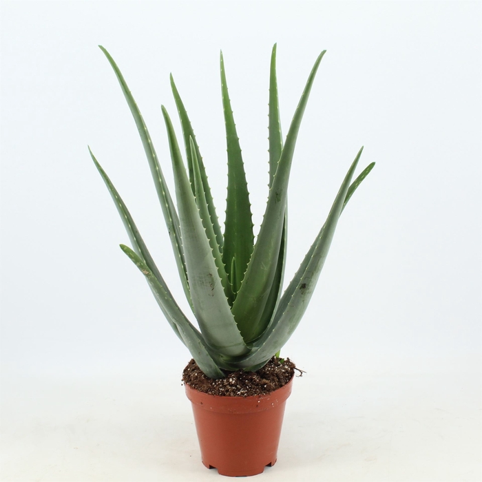 <h4>Aloe vera</h4>