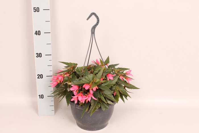 <h4>Hangpot 23 cm Begonia Diverse</h4>