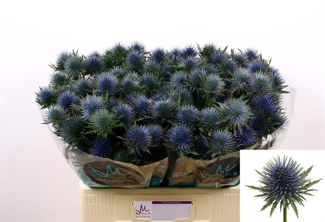 <h4>Eryngium magnetar questar</h4>